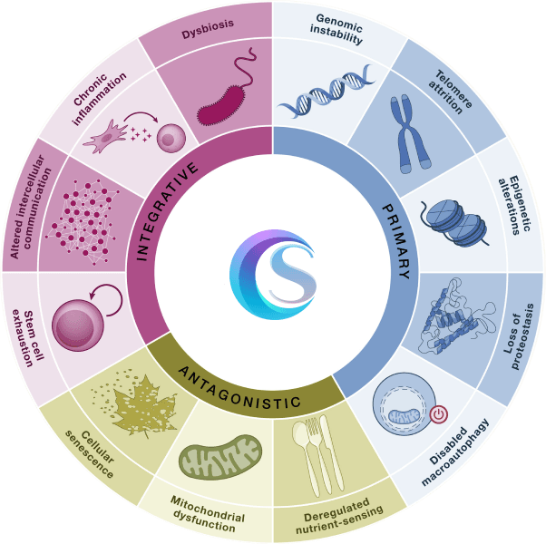 Diagram of hallmarks of aging showing integrative, primary and antagonistic processes